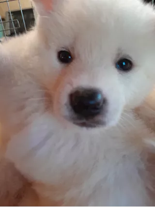 Akita inu di 4 mesi e mezzo in cessione - Foto 3