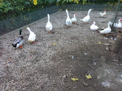 Animali da cortile