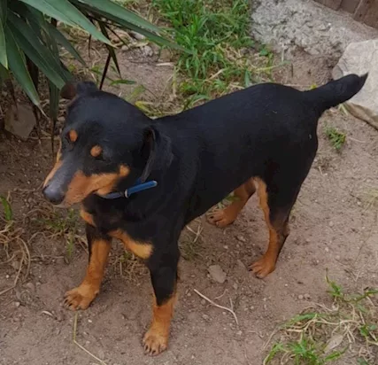 4/5 anni kg 9 viveva a catena ok gatti.CAGLIARI SOS