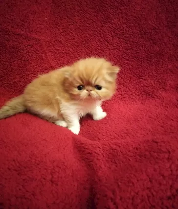 Disponibile per fine giugno cucciolo