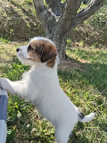 Cuccioli in vendita