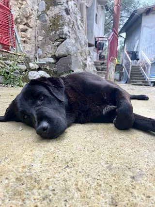 Nerone è triste... ha già capito il suo destino