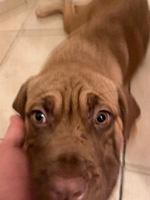 Cucciola femmina Dog de bordeaux