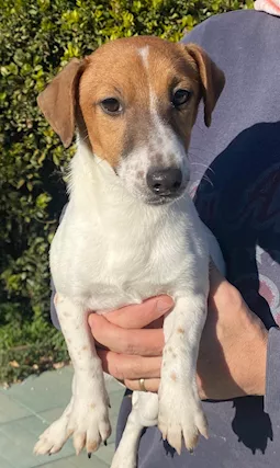 Cucciolone Jack Russell con pedigree