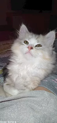 Gatti siberiani