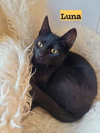 Micina nera 5 mesi aspetta casa