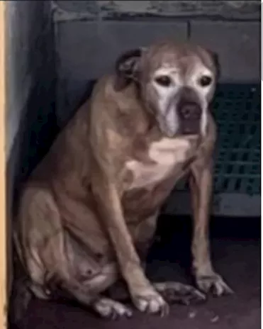Nonnina da sempre in canile Calabria