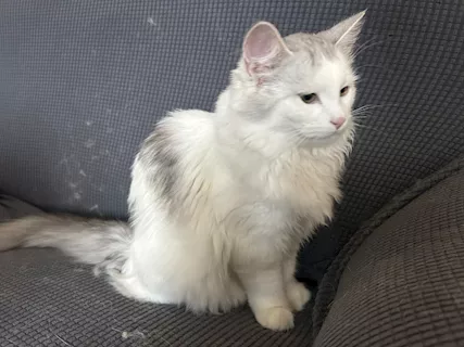Cuccioli gatto siberiano