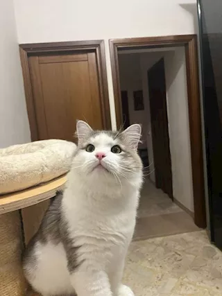 Gatto Razza siberiano - Foto 6