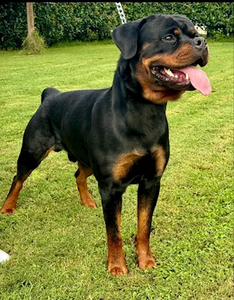 Cuccioli di rottweiler