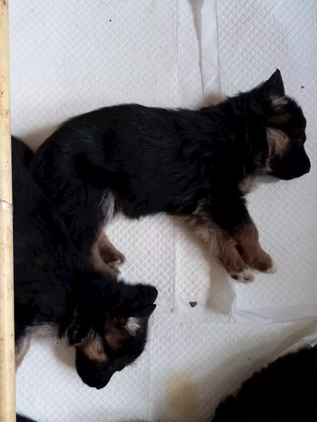 5 femmine pastote tefesco Razza Pastore Tedesco