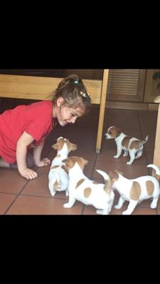 Jack Russell cuccioli