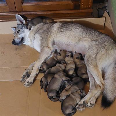 Cuccioli di Lupo Cecoslovacco - Foto 3