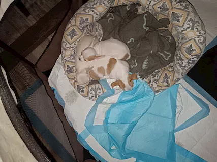 Cuccioli di Chihuahua