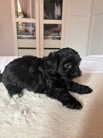 Cuccioli toy