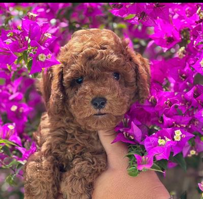 Cuccioli di barboncini red toy