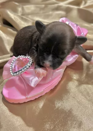 Cuccioli di Cane Crestato Cinese - Prenotazioni - Foto 6