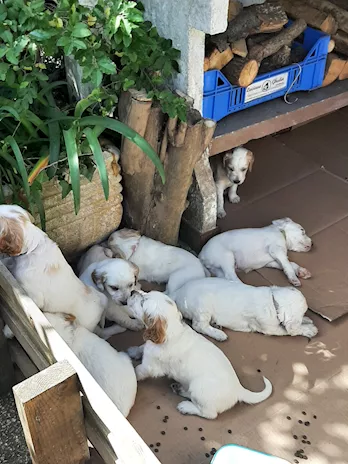 Cuccioli setter inglese