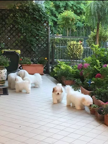 Coton De Tulear con pedigree