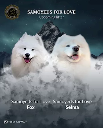 Samoyed adulti e cuccioli in vendita