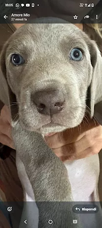 Cuccioli di Weimaraner