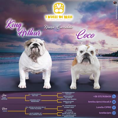 Disponibili per la prenotazione cuccioli di bulldog inglese.