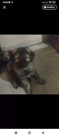 Cucciolo maschio Pastore del Caucaso