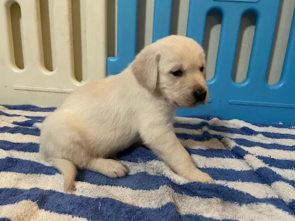 Cuccioli di Golden Retriever