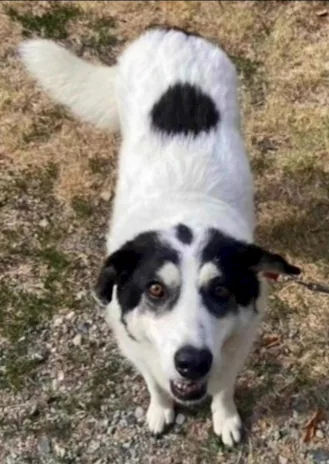Bianca 6 anni tg grande sfortunaya