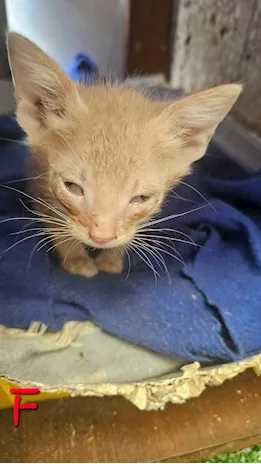 Regalo - I gattini piccoli di circa un mese