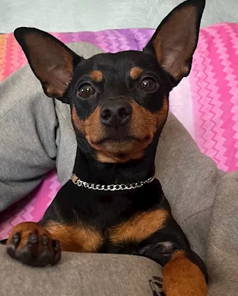 Pinscher per accoppiamento
