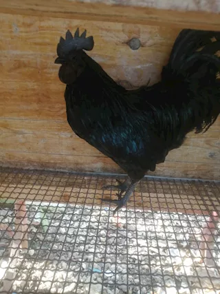 Uova feconde di Ayam cemani