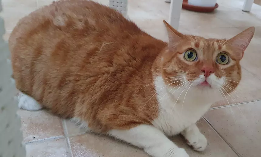 Foto 4Ciccio e Luna, maltrattati, cercano serenità