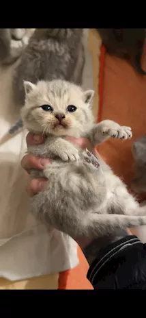 Cuccioli Scottish Fold