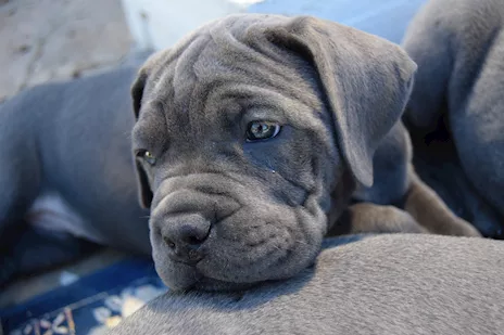 Cuccioli Razza Cane Corso - Anteprima 5