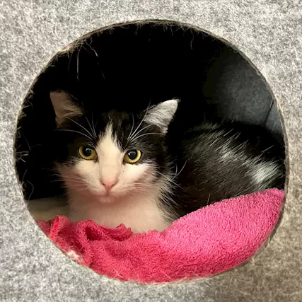 Micia 10 mesi aspetta casa SOS ROMA