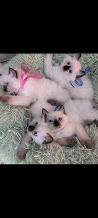 Cucciolata Ragdoll