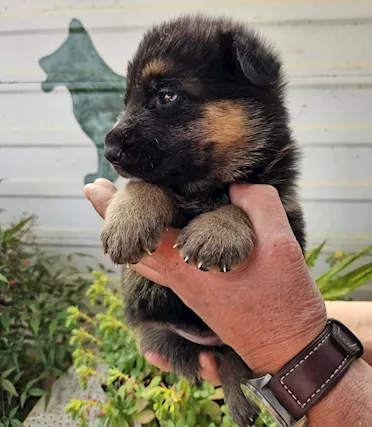 Cuccioli pastore tedesco