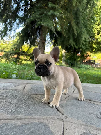 Cuccioli di Bulldog Francese con Pedigree ENCI, genitori visibili - Foto 2