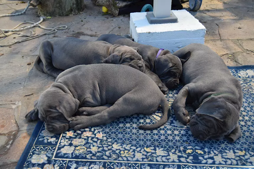 Foto 2Cuccioli Razza Cane Corso
