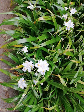 Iris Japonica Fiore Farfalla - Foto 2