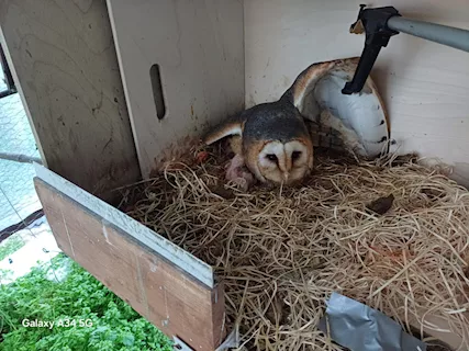 Barbagianni (tyto alba) Tyto alba 2025