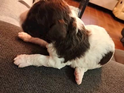 Cuccioli di Lagotto romagnolo, genitori visibili - Foto 6