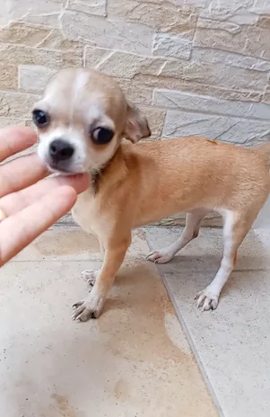 Cucciole di chihuahua toy