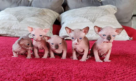 Cuccioli Canadian Sphynx