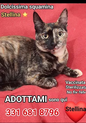 2micine nera e tartarugata nessuno le nota