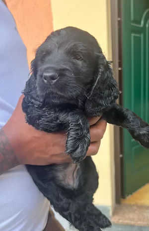 Cuccioli di Cocker