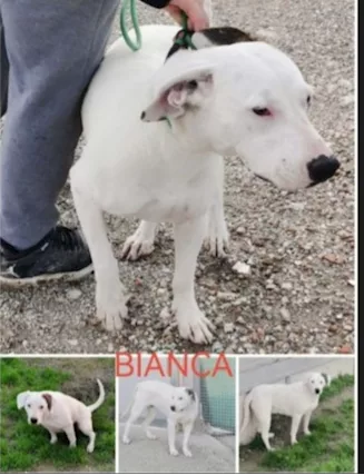 Femmina mix Dogo argentino 3/4 anni in canile da 3 anni