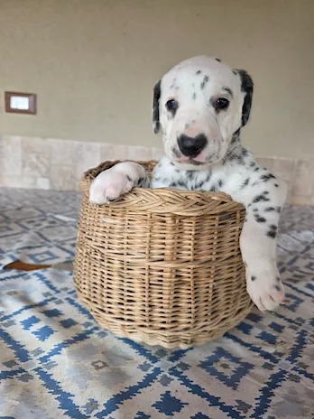 Dalmata