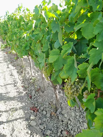 Uva rossa Cirò gaglioppo e bianca - Foto 4